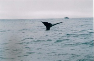 whales watching new zealand